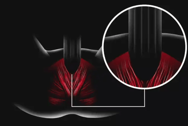 שרירי רצפת האגן - bulbocavernosus ו-ischiocavernosus